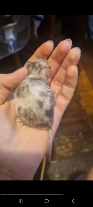 Домашня мишка с клетка ще подаря