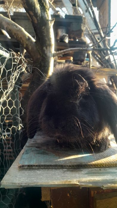 Fluture și berbec german