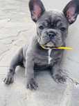 Bulldog francez blue femelă