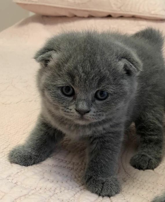 Scottish Fold Blue