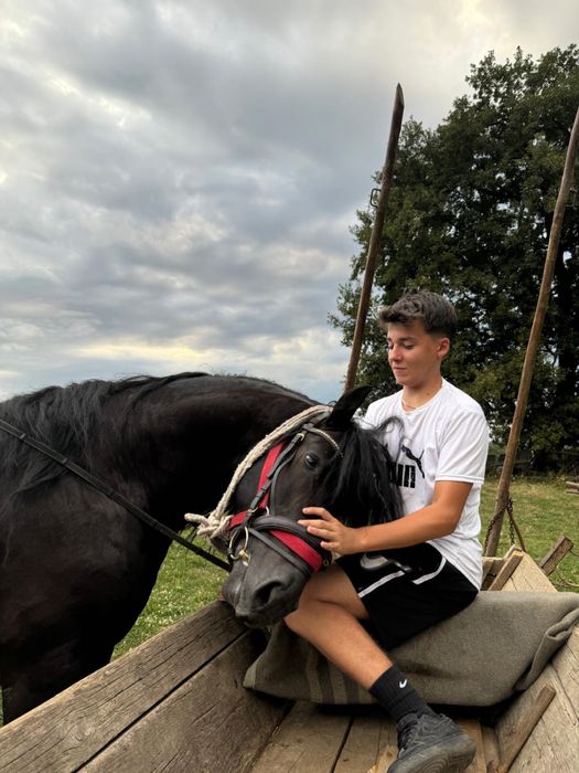 Armăsar , metis frizian de 5 ani