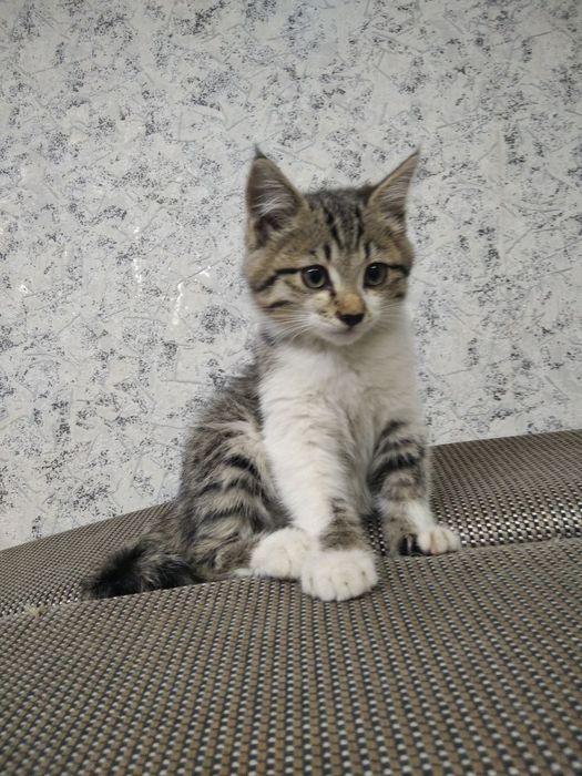 Отдам котенка в хорошие руки!