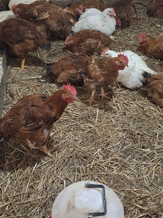 Vind Pui rasă mixtă de la 2,5 kg până la 3 kg