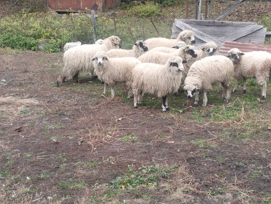 De vânzare Mieluțe târzii