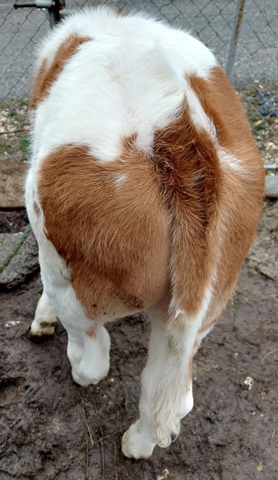 Vând vițel de lapte.