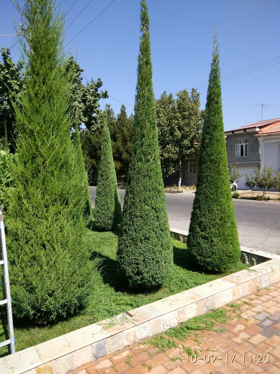 Archa kesish va gazon ekish dorilash xizmatlari