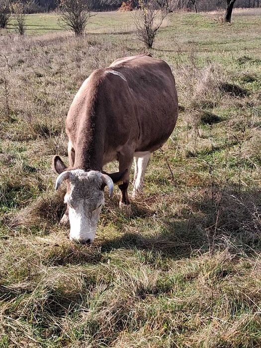 Vand doua vaci belgiene