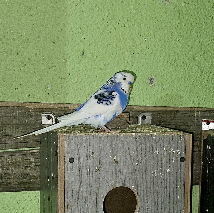 Papagali Peruși disponibili