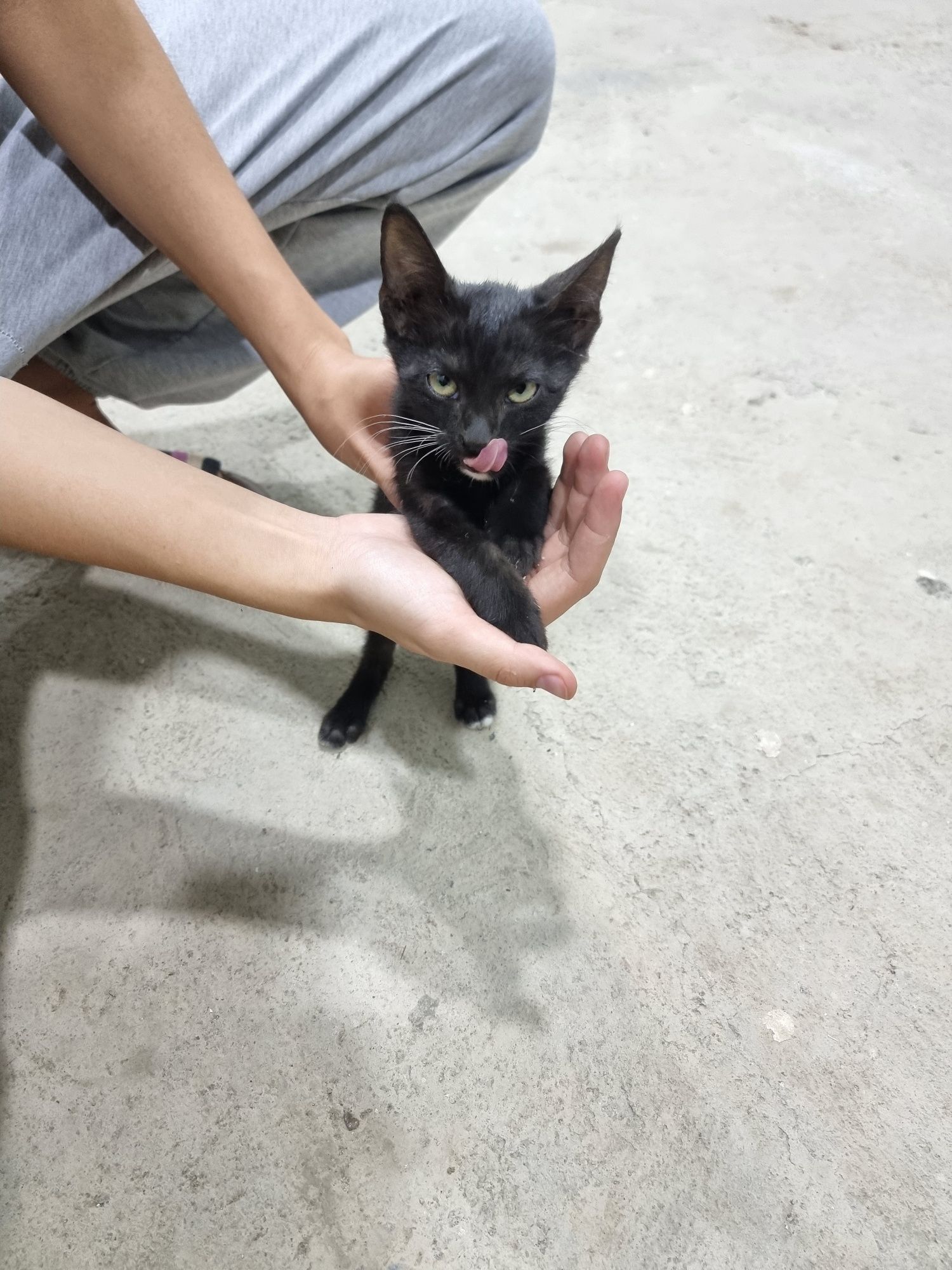 Котятя ищут дом и любящую семью!