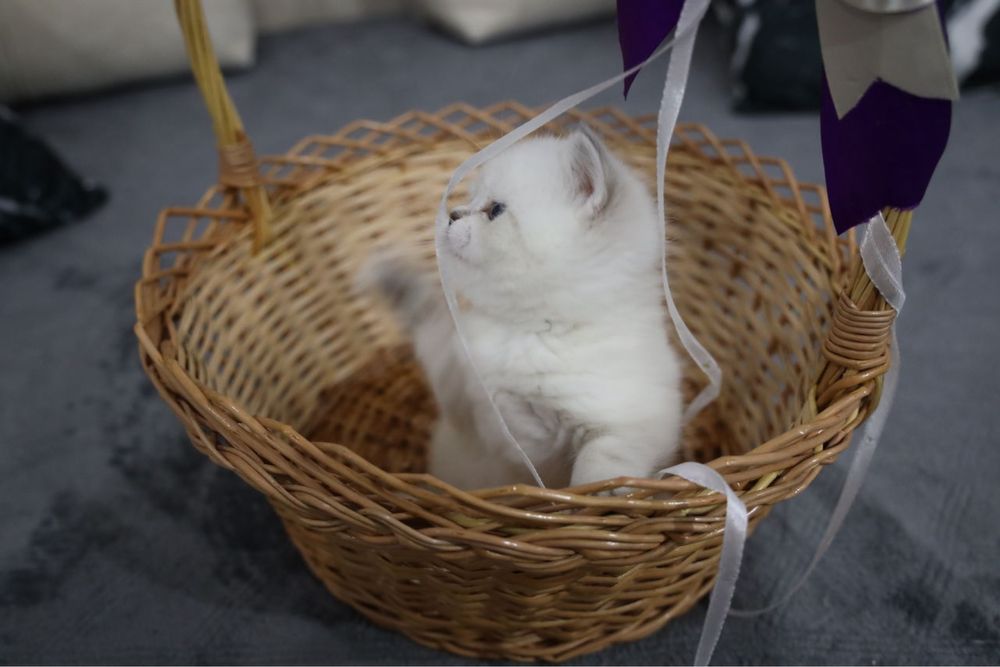 Ragdoll puiut mascul