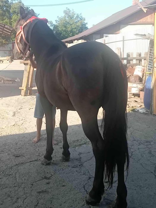 Vând iapa de 8 ani și harmasar de 9 ani