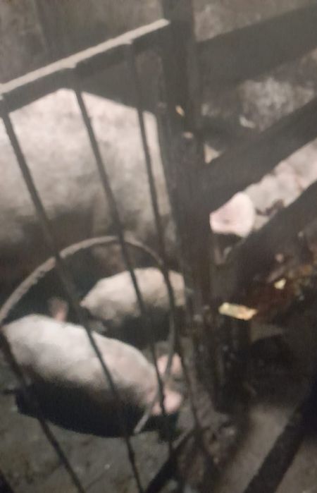 Продам поросят месячных