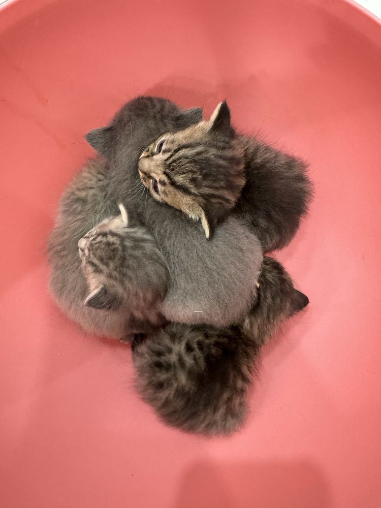 породистые котята
