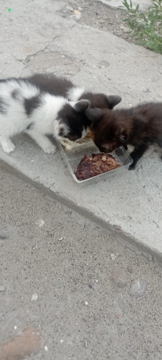 4 месяц. Котята.