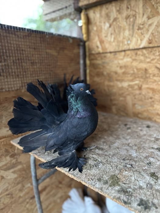 Porumbei voltati indieni