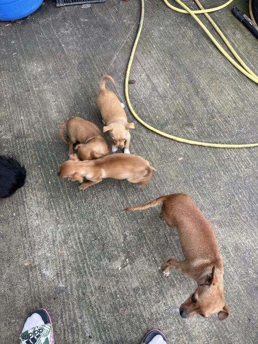 Пинчери търсят новия си дом