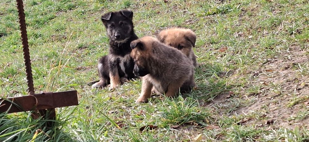 Donez 7 puiuți de căței. Căței se pot lua Gratis