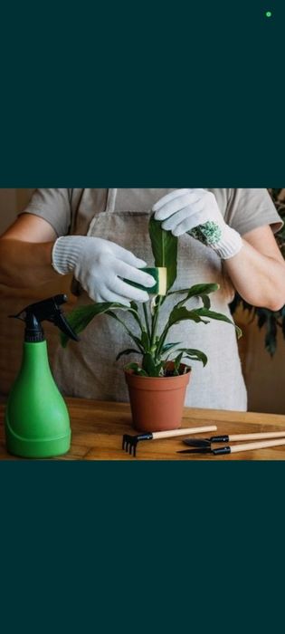 Ofis honadon gularn parvarish hizmat