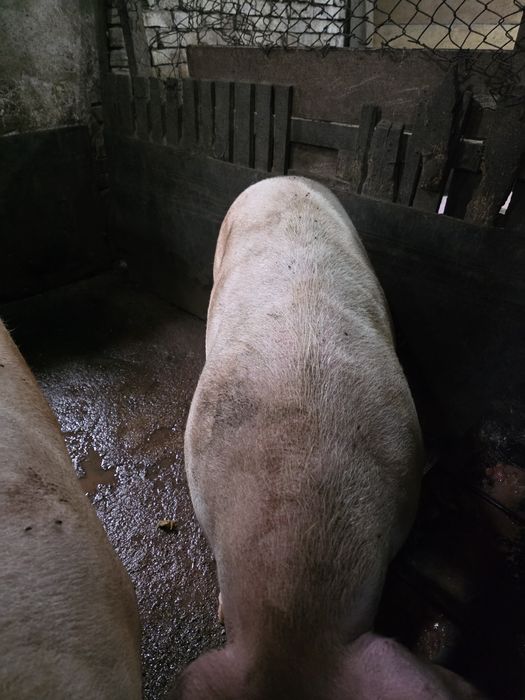 Продавам големи прасета за коледа