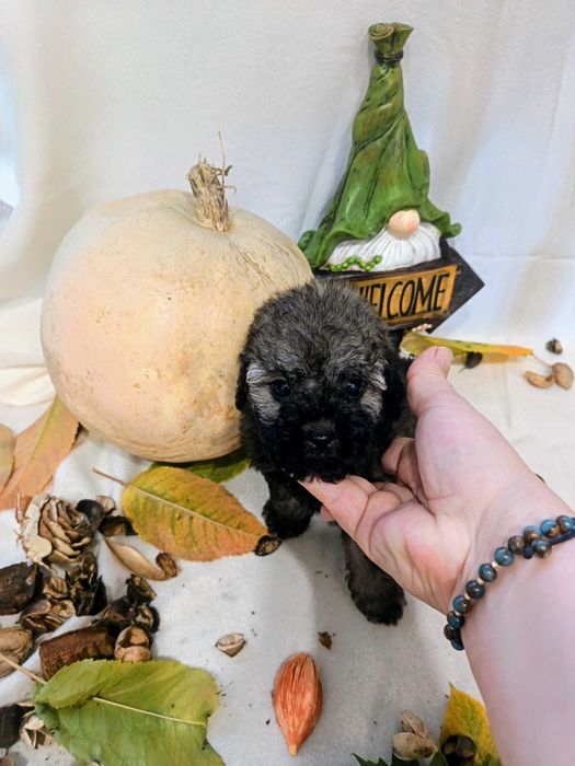 Мини   пуделчета