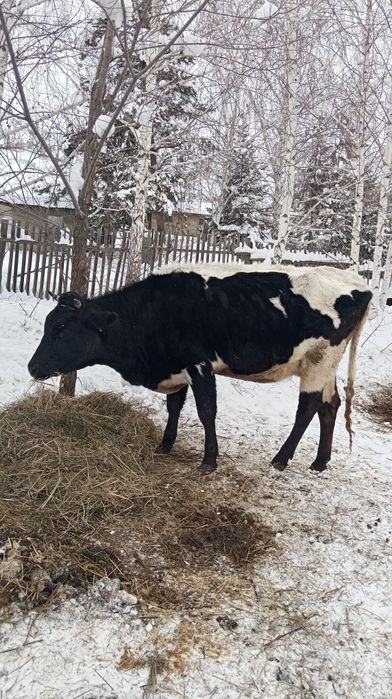 Продам корову с телочкой