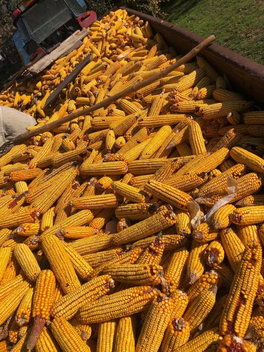 Malai-an 2025,pret 0,90