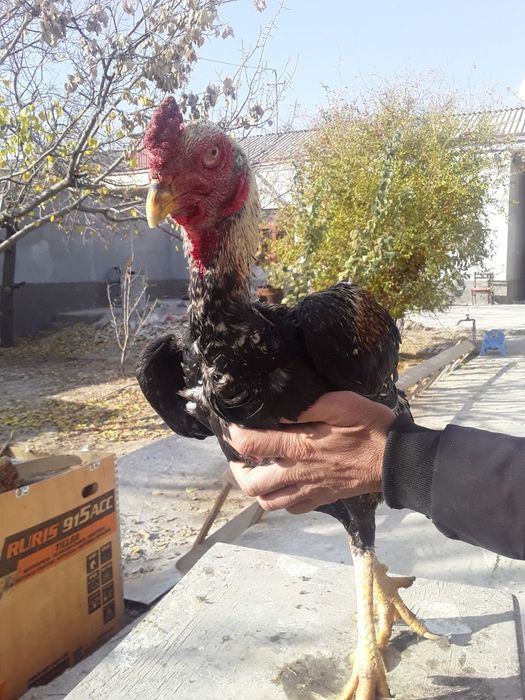 Kulangi  xo'roz sotiladi