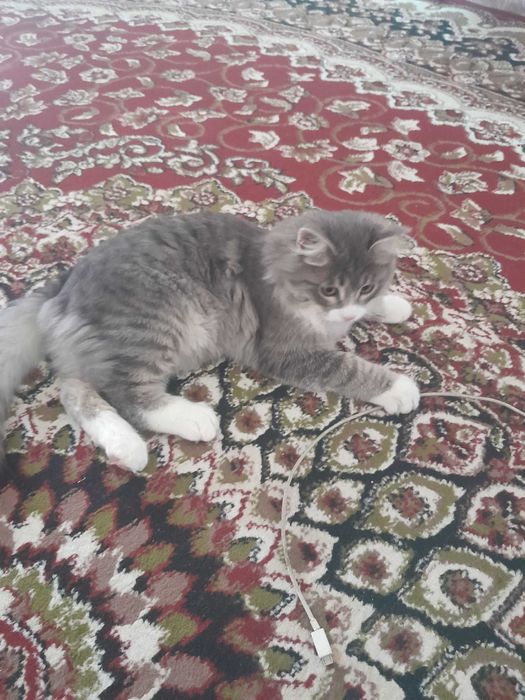 Mehribon qo‘llarga beriladi