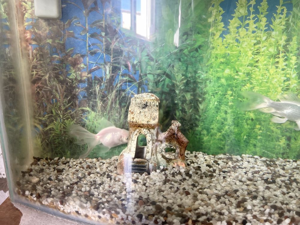 Акvarium 80 litr avalniy kamplekt
