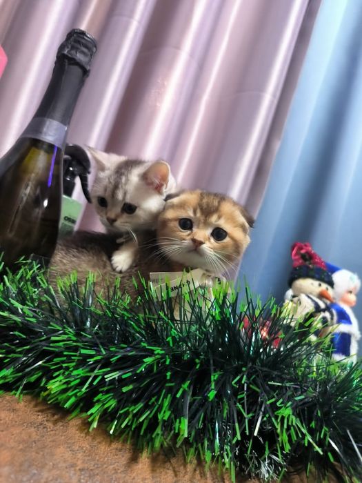 Шикарные милые котята   золотая и серебренная шиншилла 1,5 месяца