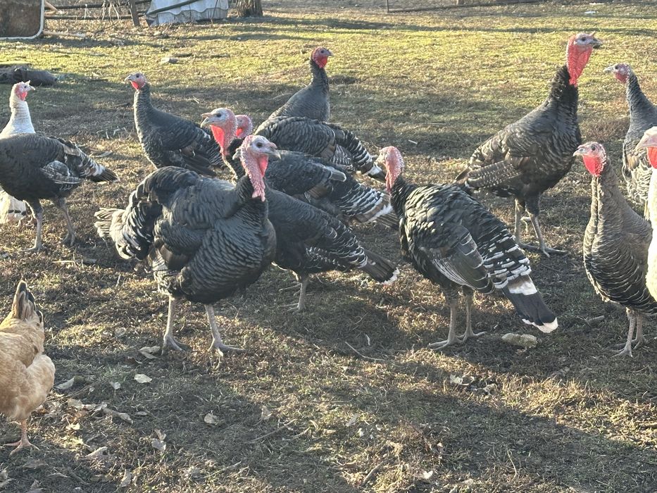 Curci si curcani romanesti