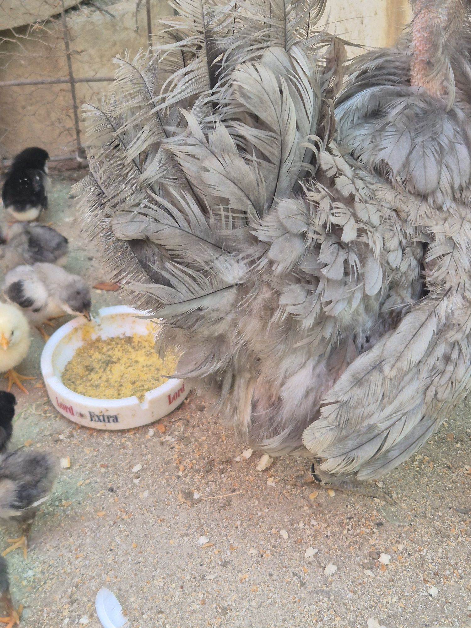 Vând  puțin rasa Australorp albastru  și negru