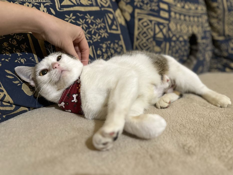 Adoptie responsabila