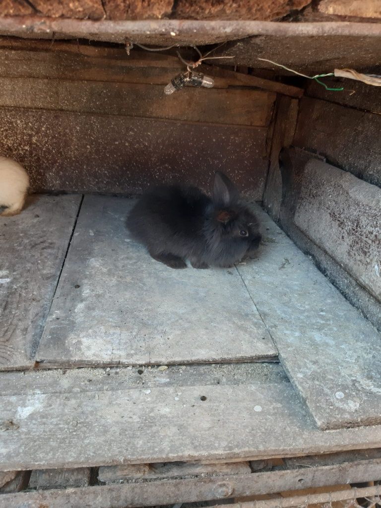 Iepurași pitici cap de leu