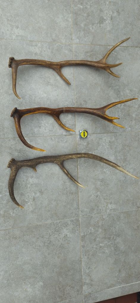 Vand trofeu carpatin+37 coarne,15 de capra neagra+55 de caprior.8 poze