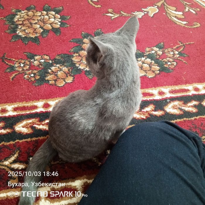 Дамашняя кошка прирученная маленкая