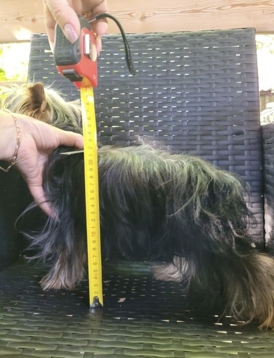 Мартин. на вязку, с опытом!