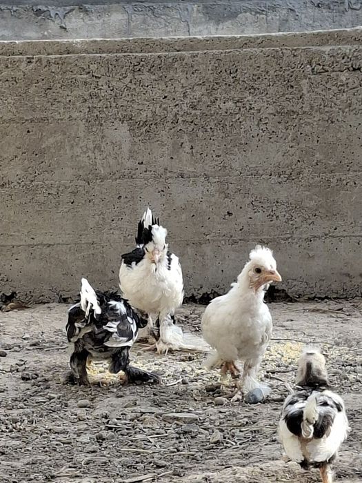 Икки ойлик асл зотли Японка жўжаларини