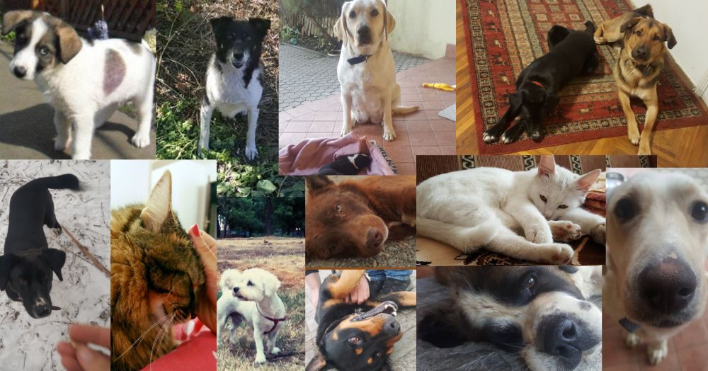 Pet sitter TM/ ingrijire caini si pisici la domiciliu / plimbare caini