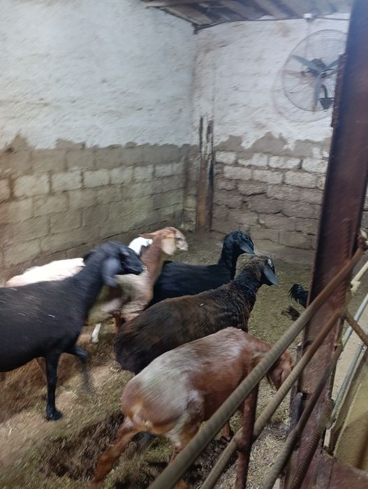 Qoylar 3400 milondan boshlanadi