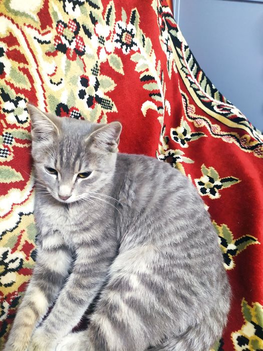 Милая кошечка  полгодика