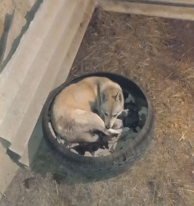 Западносибирская лайка щенки от рабочих собак