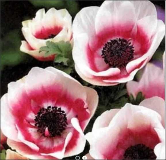 10 bulbi anemone Mistral Plus Bicolore (marimea bulb 2-4cm)