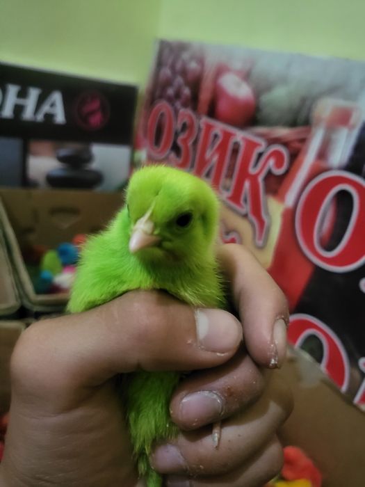 Har hill bor tel doimo yoniq.