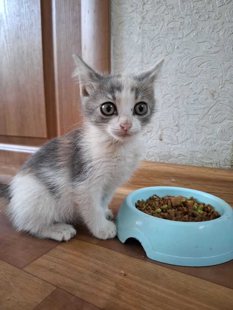 Котенок в добрые руки