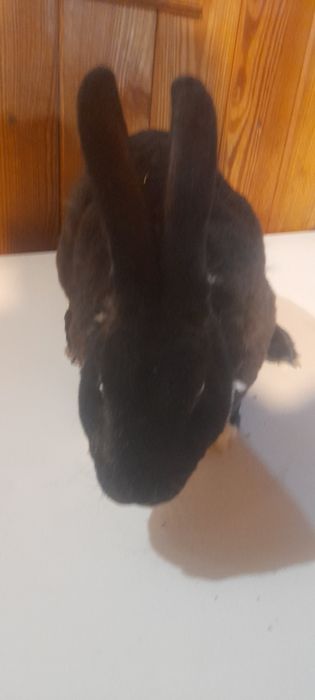 Vand iepure rex dalmațian