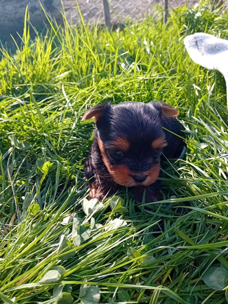 Masculi Yorkshire terrier