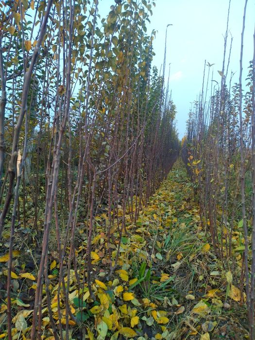 Мевали дарахтлар кучатлари