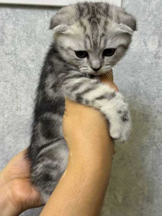 Продаются очаровательные котята!