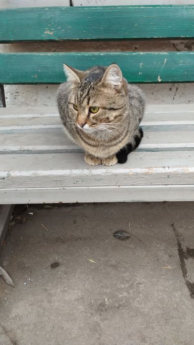 Кошечка или котик орбита 1 юго- восток